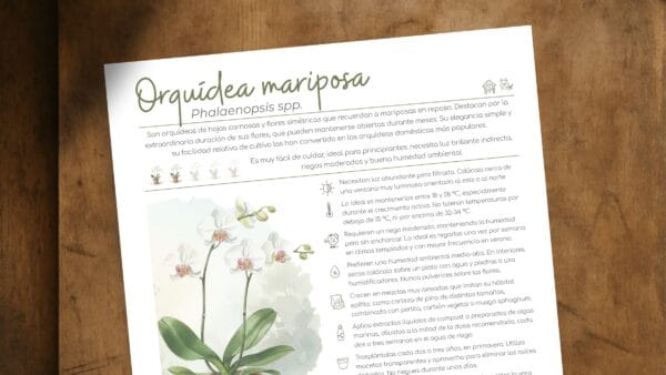 Cómo cuidar la orquídea mariposa (Phalaenopsis spp.)