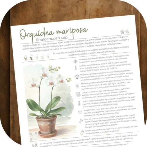 Cómo cuidar la orquídea mariposa (Phalaenopsis spp.)