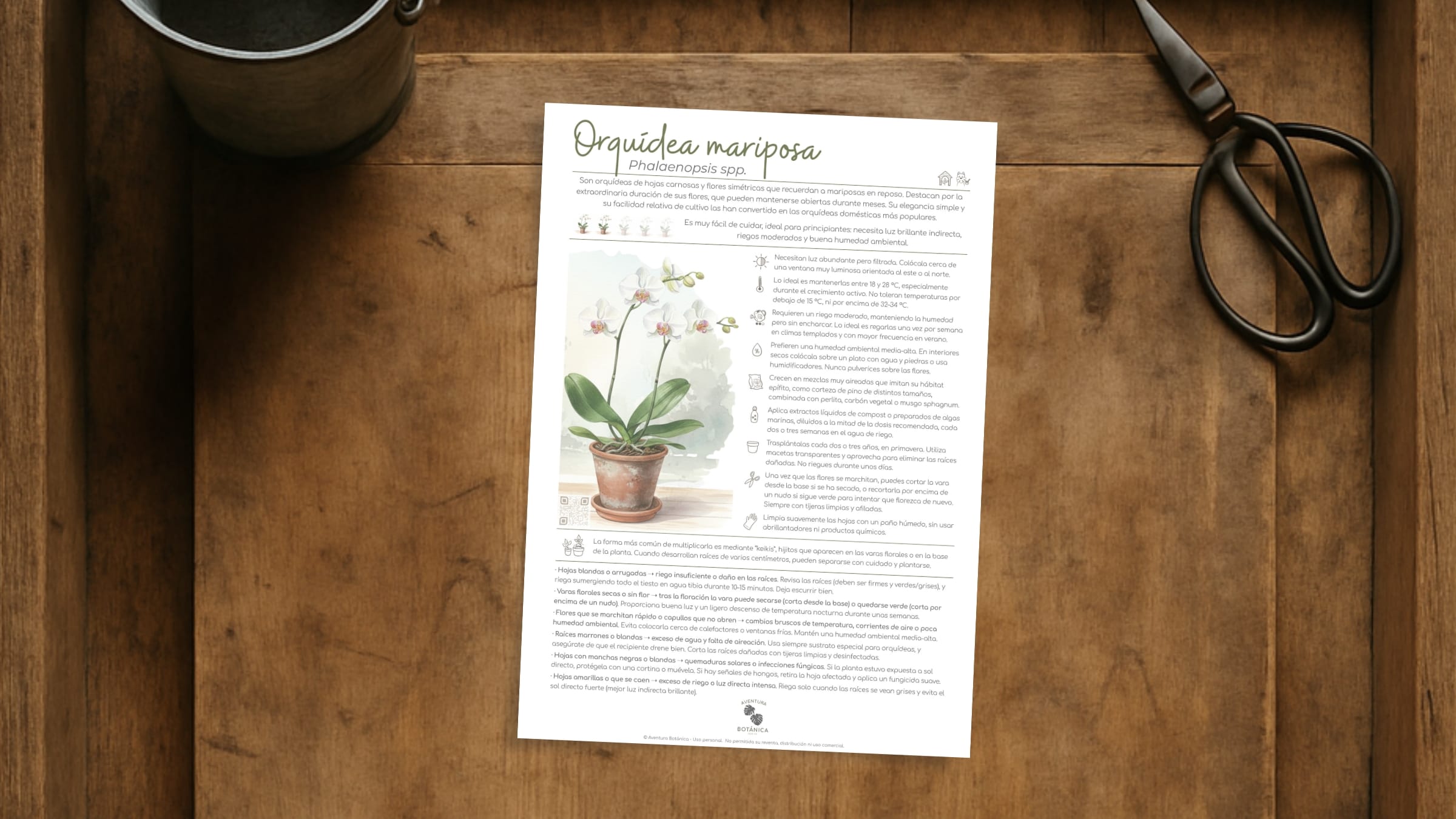 Orquídea mariposa (Ficha Phalaenopsis spp.)