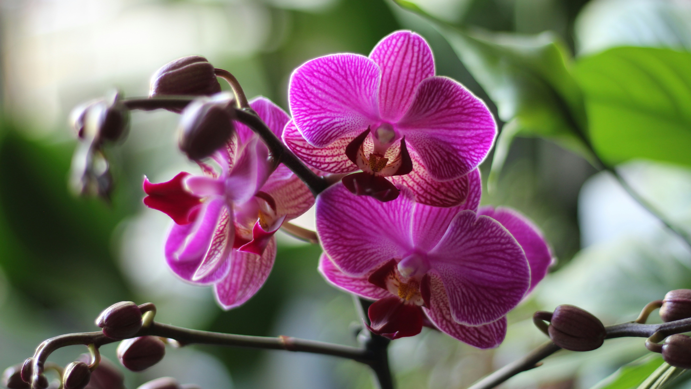 Orquídea mariposa (Phalaenopsis spp.)