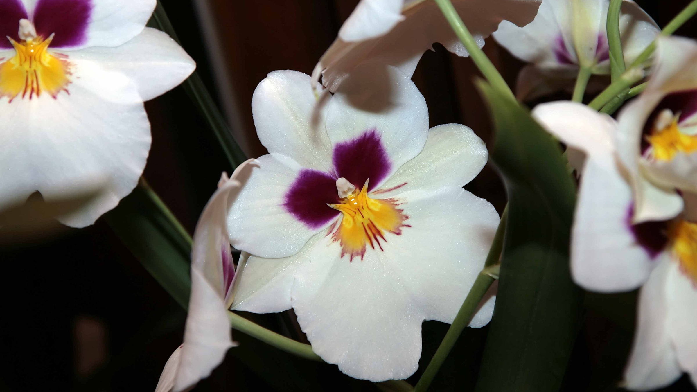 Orquídea pensamiento (Miltoniopsis spp.)