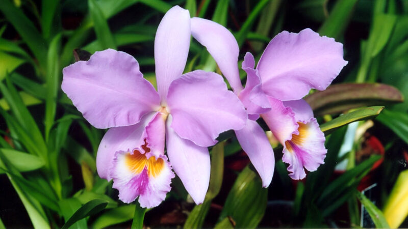 Cómo cuidar la orquídea reina (Cattleya spp.)
