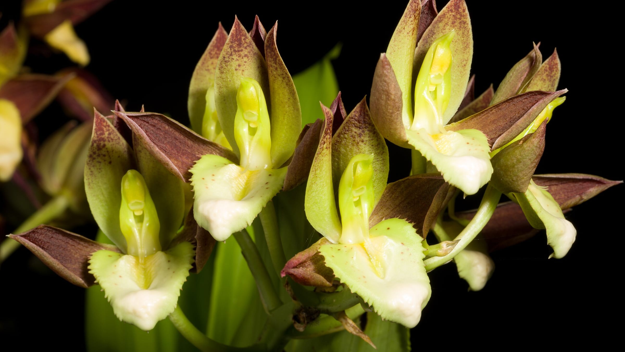Orquídea zapato (Catasetum spp.)