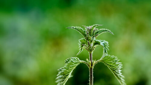Cómo cuidar la ortiga mayor (Urtica dioica)
