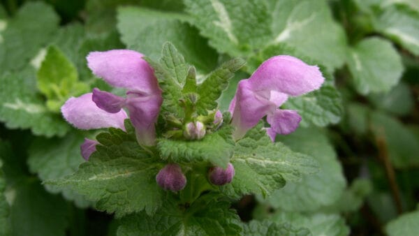 Cómo cuidar la ortiga muerta (Lamium maculatum)