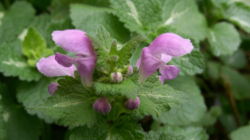 Cómo cuidar la ortiga muerta (Lamium maculatum)