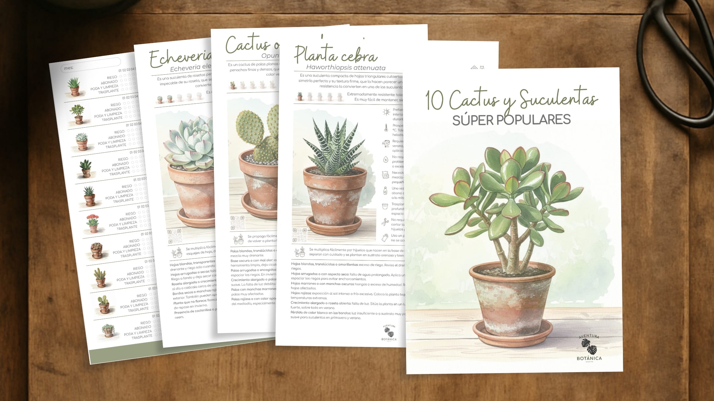 pack cactus y suculentas populares