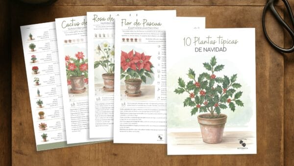 Cómo cuidar las plantas típicas de Navidad (10 plantas típicas de Navidad)