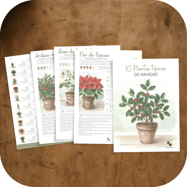 Cómo cuidar las plantas típicas de Navidad (10 plantas típicas de Navidad)