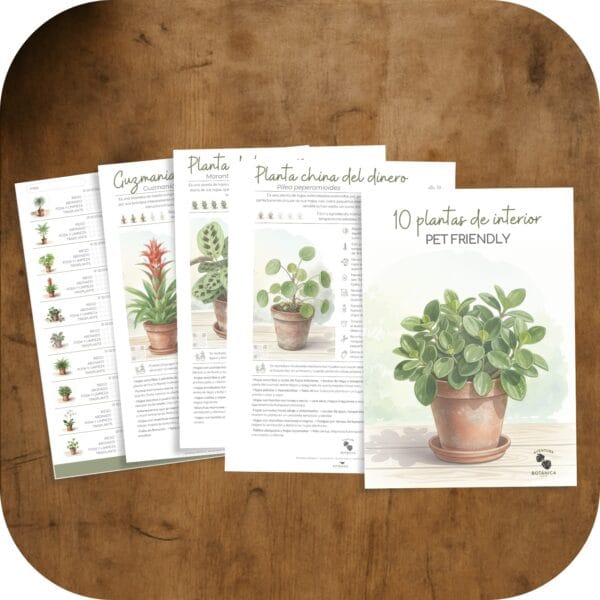 Cómo cuidar las plantas de interior (10 plantas de interior pet friendly)