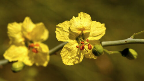 Cómo cuidar el palo verde (Parkinsonia florida)