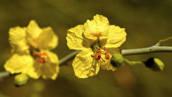 Cómo cuidar el palo verde (Parkinsonia florida)