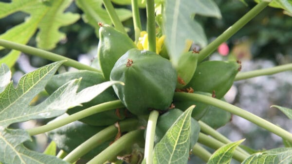 Cómo cuidar el papaya (Carica papaya)