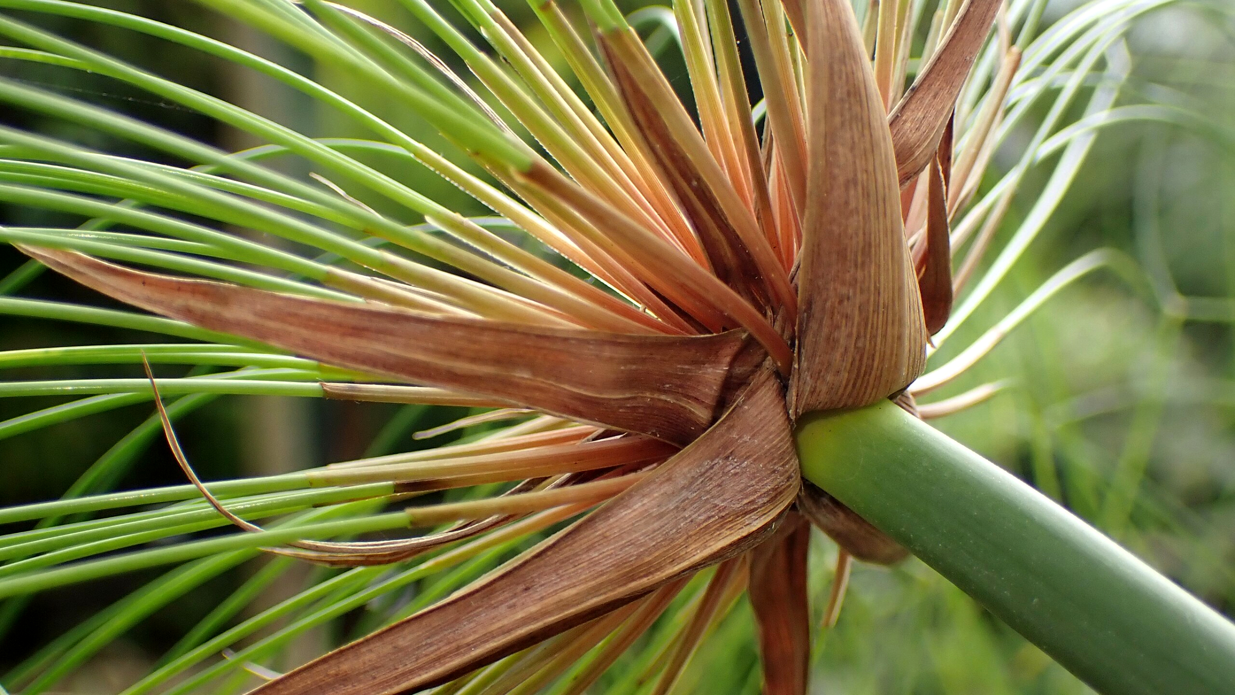 Papiro (Cyperus papyrus)