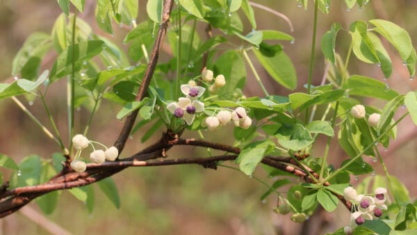 Cómo cuidar la parra de chocolate (Akebia quinata)