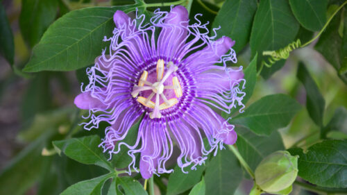 Cómo cuidar la pasionaria morada (Passiflora incarnata)