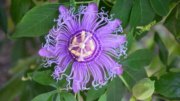 Cómo cuidar la pasionaria morada (Passiflora incarnata)