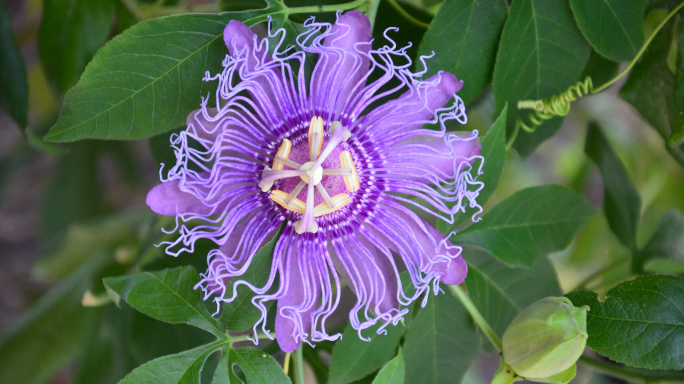 Pasionaria morada (Passiflora incarnata)