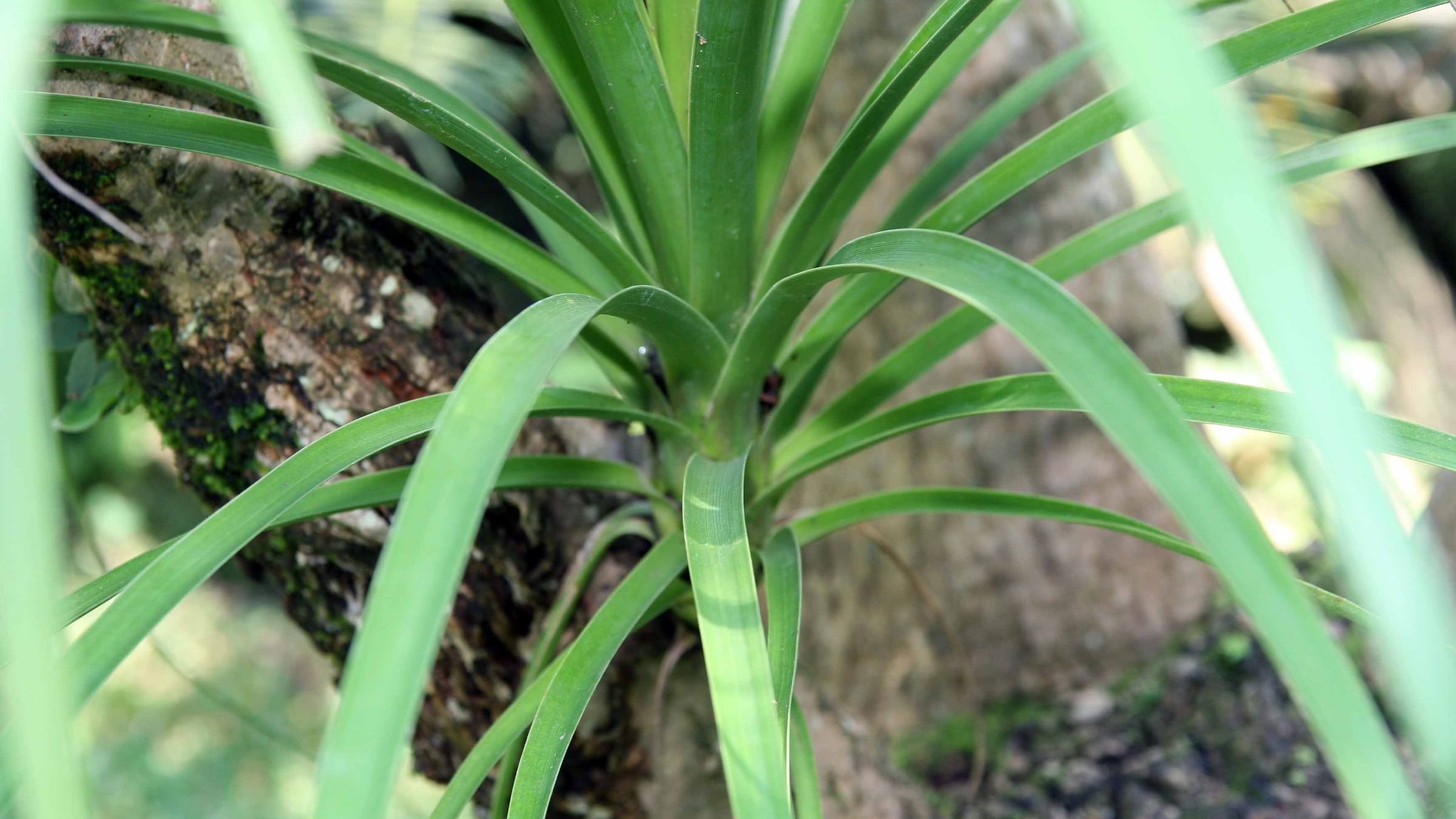 Pata de elefante (Beaucarnea recurvata)