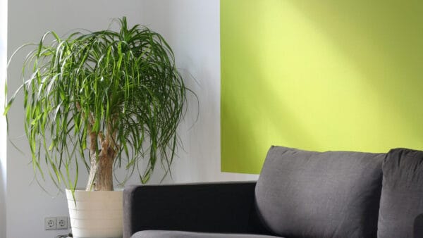 Cómo cuidar la pata de elefante (Beaucarnea recurvata)