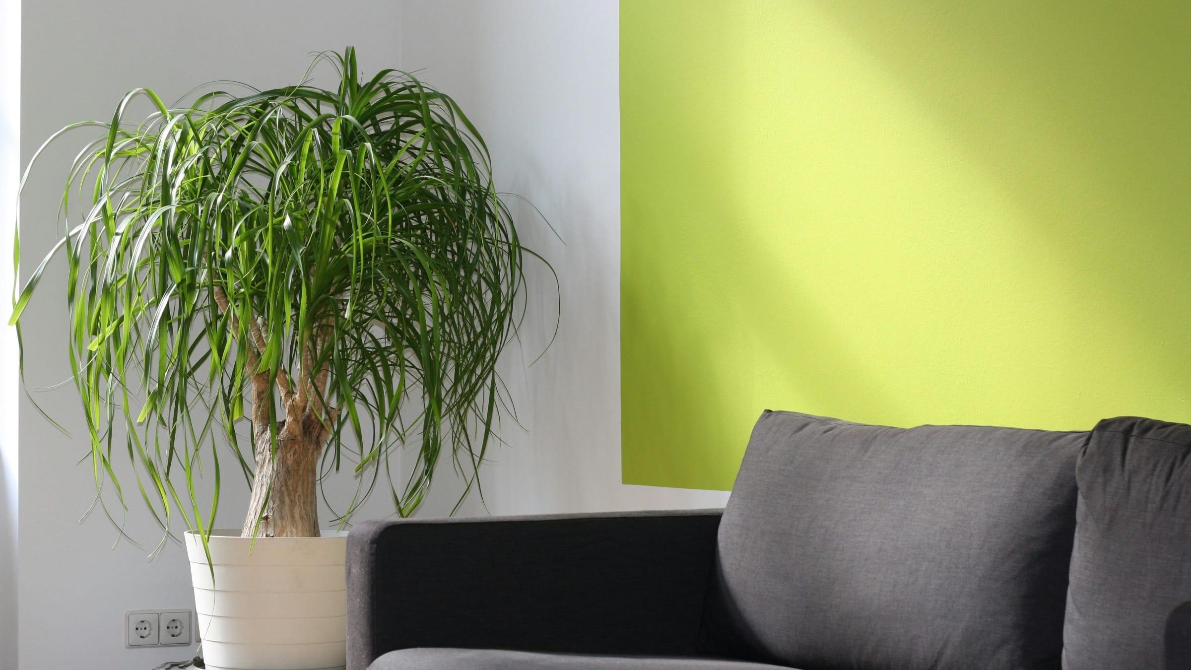 Pata de elefante (Beaucarnea recurvata)