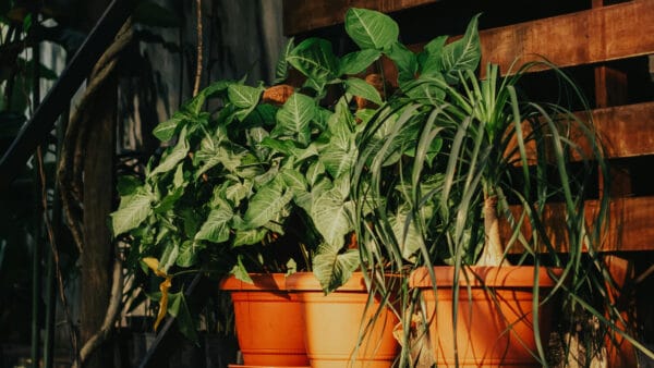 Cómo cuidar la pata de elefante (Beaucarnea recurvata)