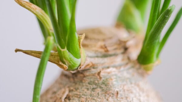 Cómo cuidar la pata de elefante (Beaucarnea recurvata)