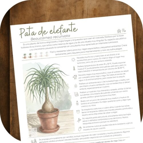 Cómo cuidar la pata de elefante (Beaucarnea recurvata)
