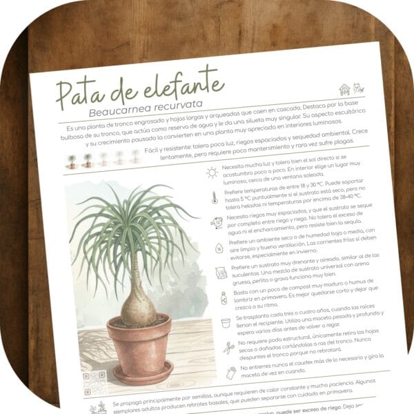 Cómo cuidar la pata de elefante (Beaucarnea recurvata)