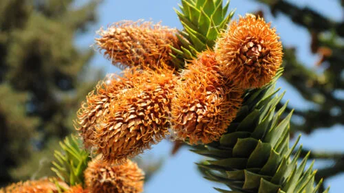 Cómo cuidar el pehuén (Araucaria araucana)