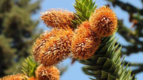 Cómo cuidar el pehuén (Araucaria araucana)