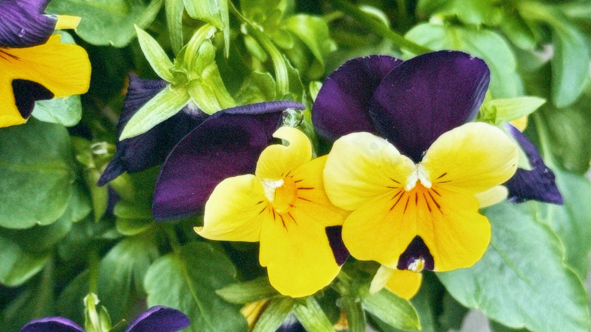 Pensamiento silvestre (Viola tricolor)