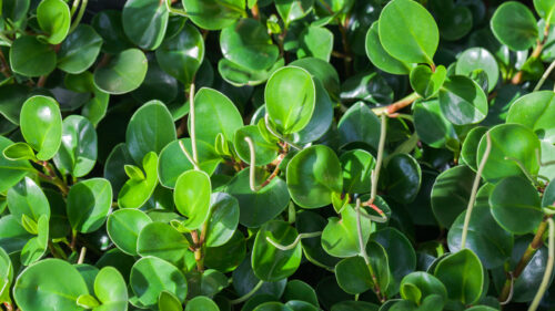 Cómo cuidar la peperomia de hojas redondas (Peperomia obtusifolia)