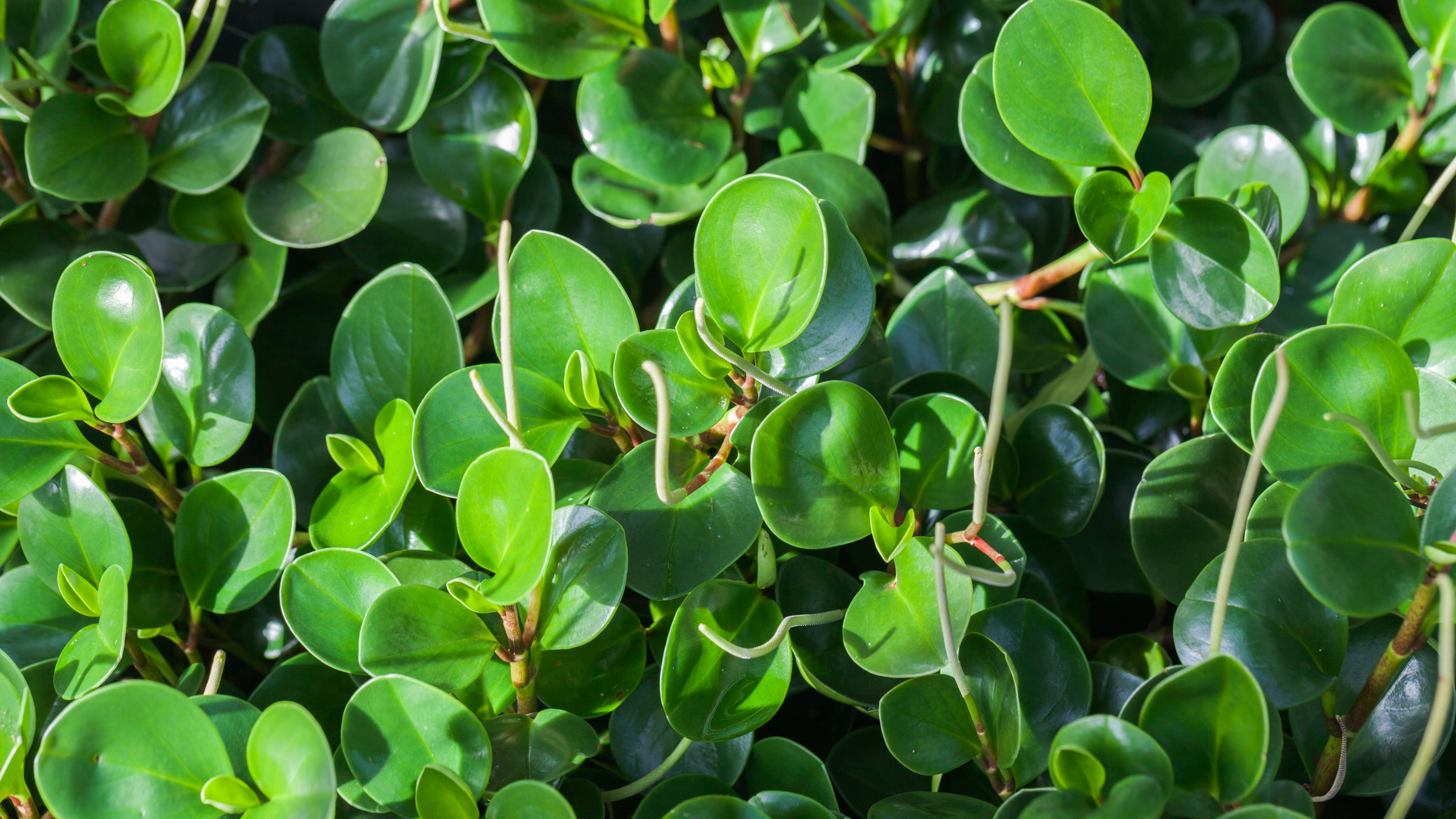 Peperomia de hojas redondas (Peperomia obtusifolia)