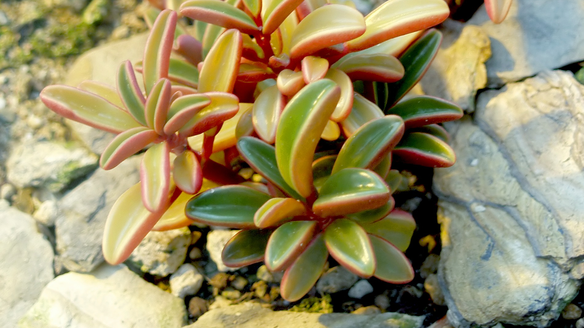 Peperomia rubí (Peperomia graveolens)