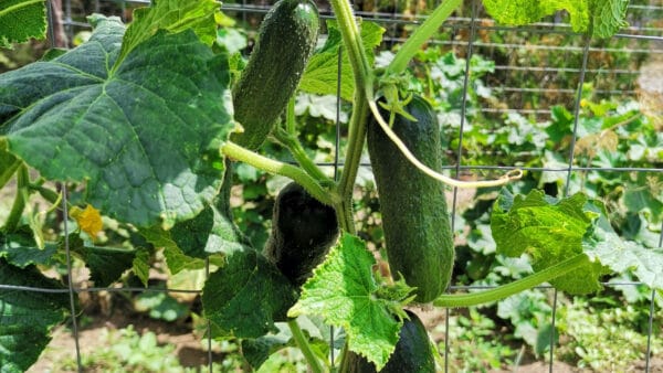 Cómo cuidar el pepino (Cucumis sativus)
