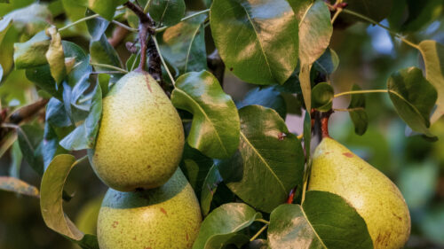 Cómo cuidar el peral (Pyrus communis)