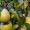 Cómo cuidar el peral (Pyrus communis)