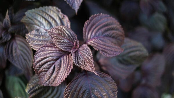 Cómo cuidar la perilla (Perilla frutescens)