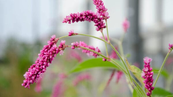 Cómo cuidar la persicaria de jardín (Persicaria amplexicaulis)