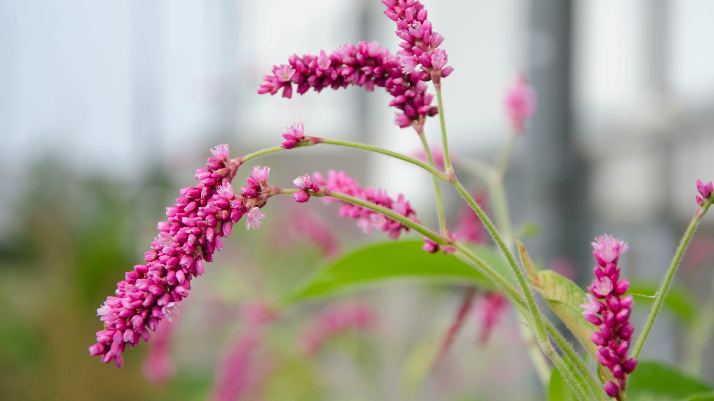 Persicaria de jardín (Persicaria amplexicaulis)