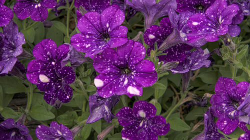 Cómo cuidar la petunia híbrida (Petunia hybrida)