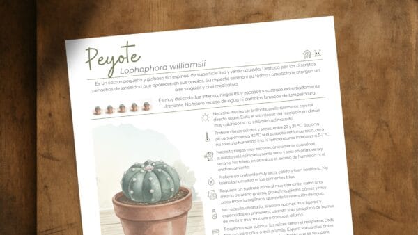 Cómo cuidar el peyote (Lophophora williamsii)