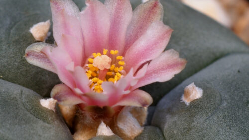 Cómo cuidar el peyote (Lophophora williamsii)