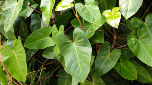 Cuidados Philodendron scandens