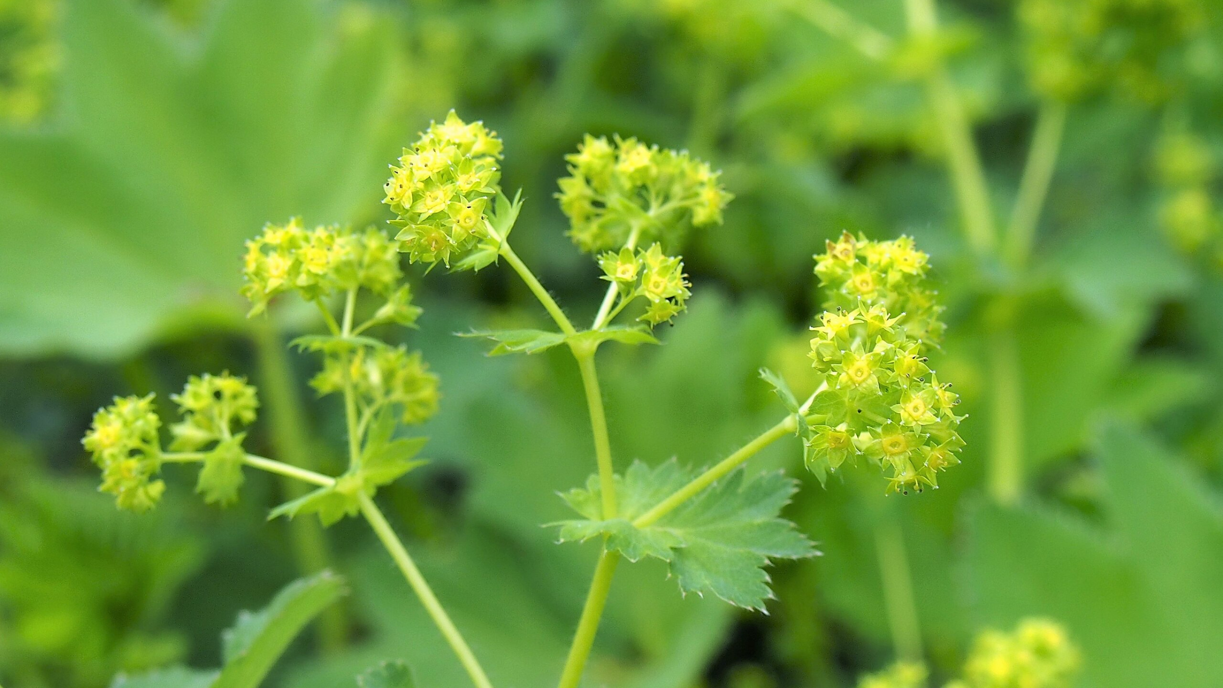 Pie de león (Alchemilla mollis)