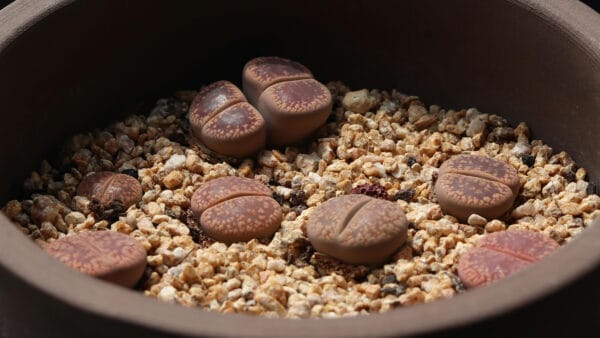 Cómo cuidar la piedra viva (Lithops aucampiae)