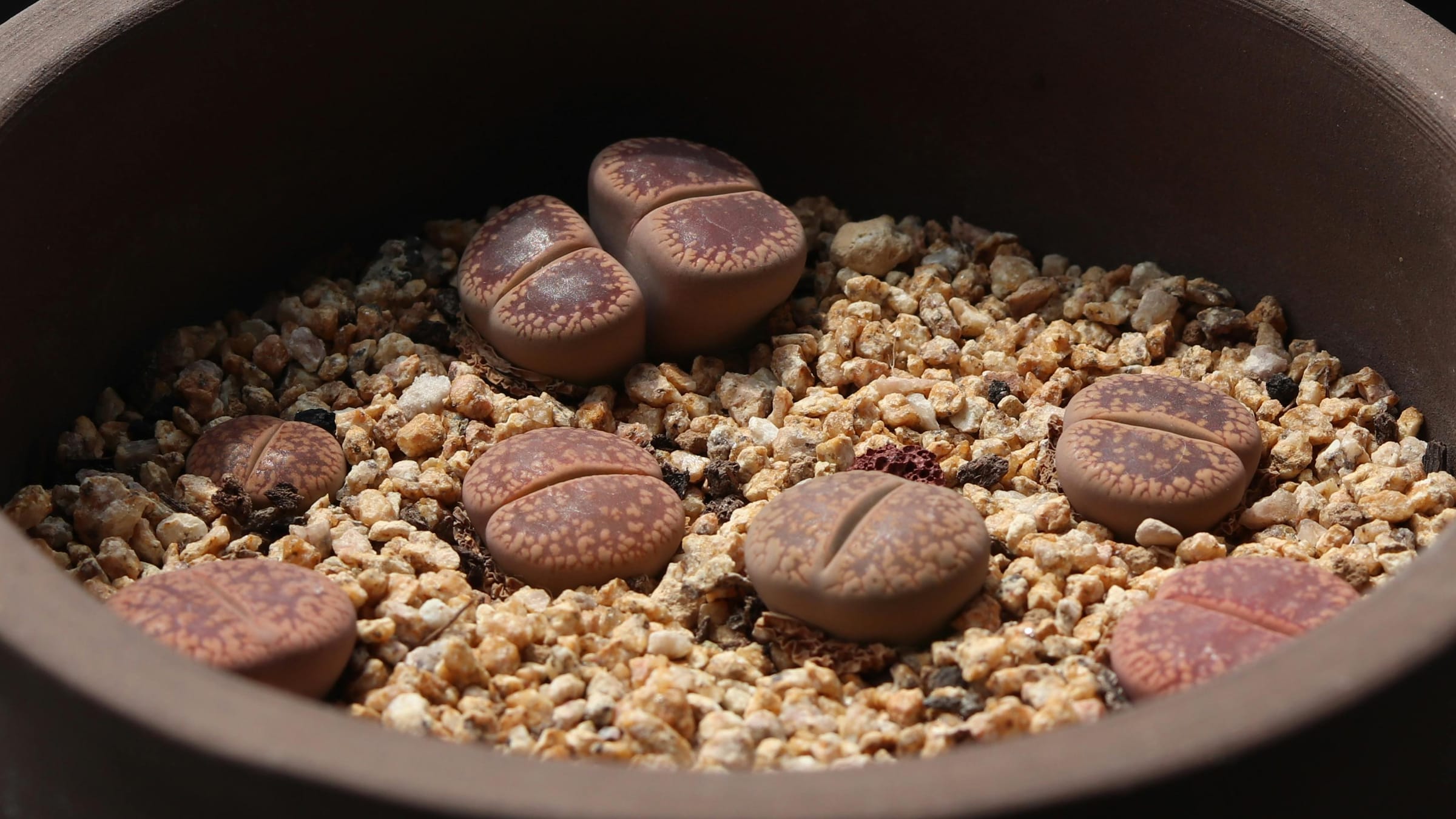 Piedra viva (lithops aucampiae)