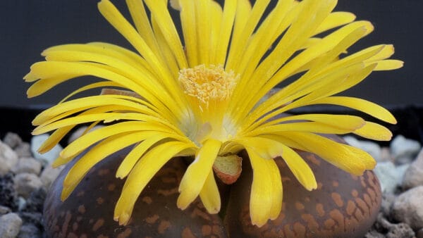 Cómo cuidar la piedra viva (Lithops aucampiae)