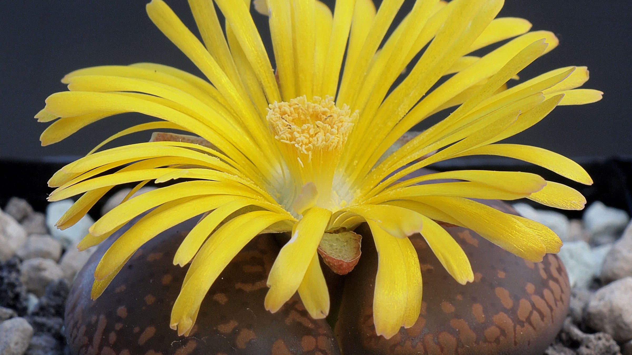 Piedra viva (lithops aucampiae)